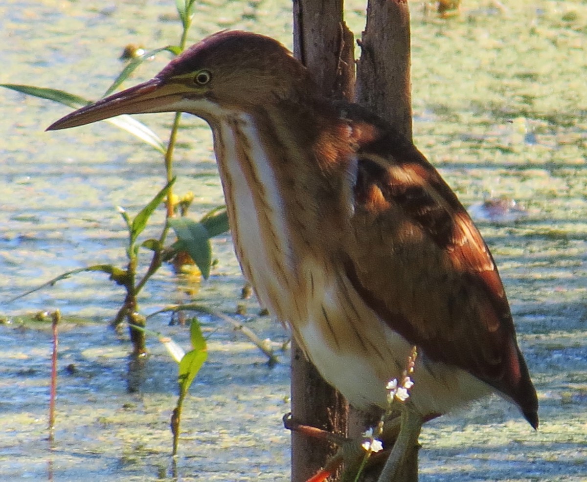 Least Bittern - Brad Felton