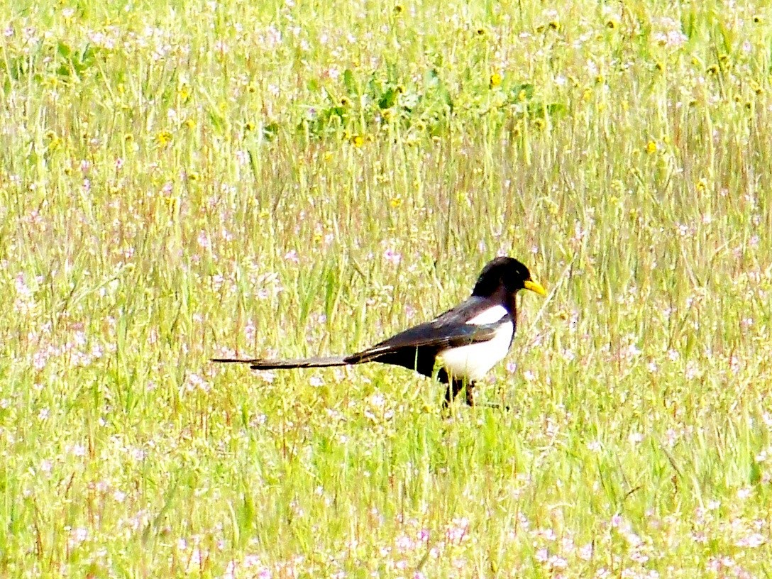 Yellow-billed Magpie - ML26034591