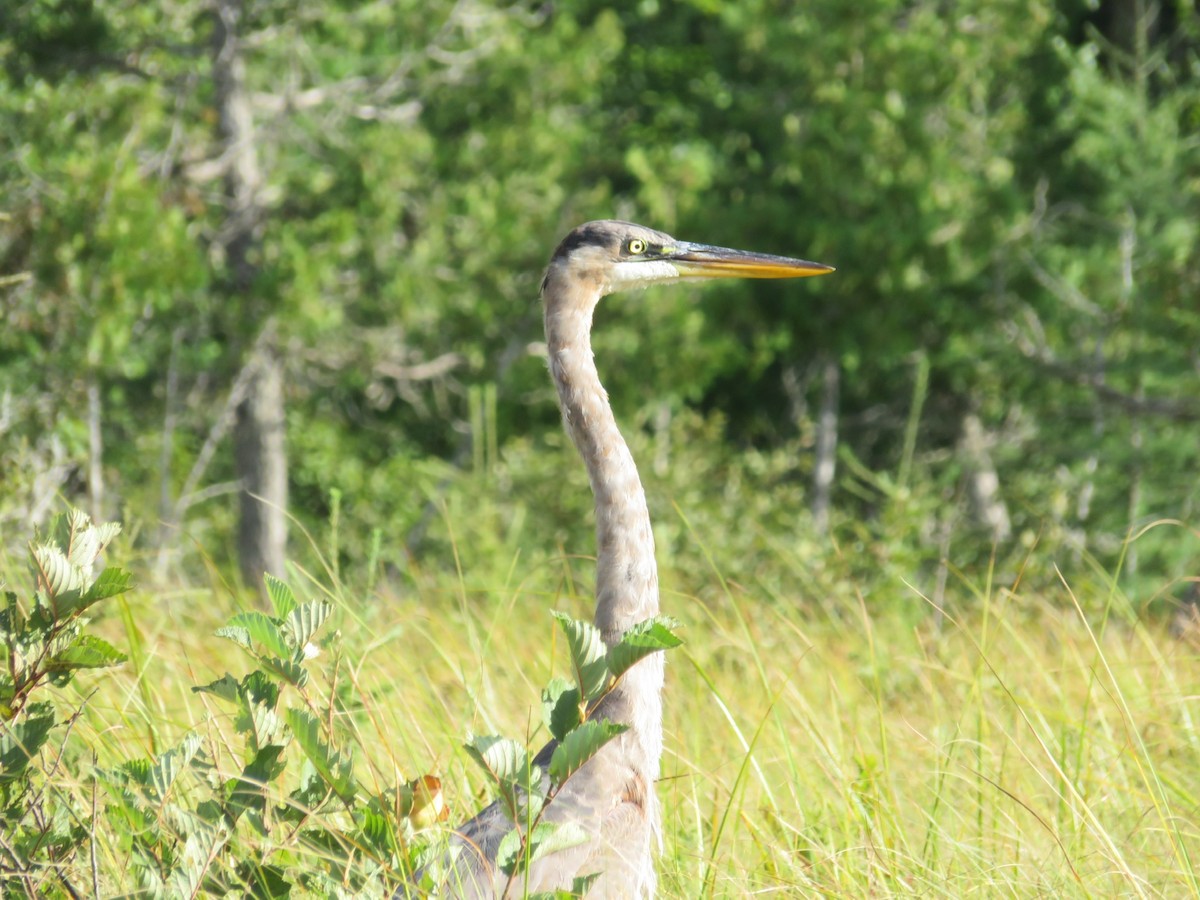 Great Blue Heron - karl  schmidt