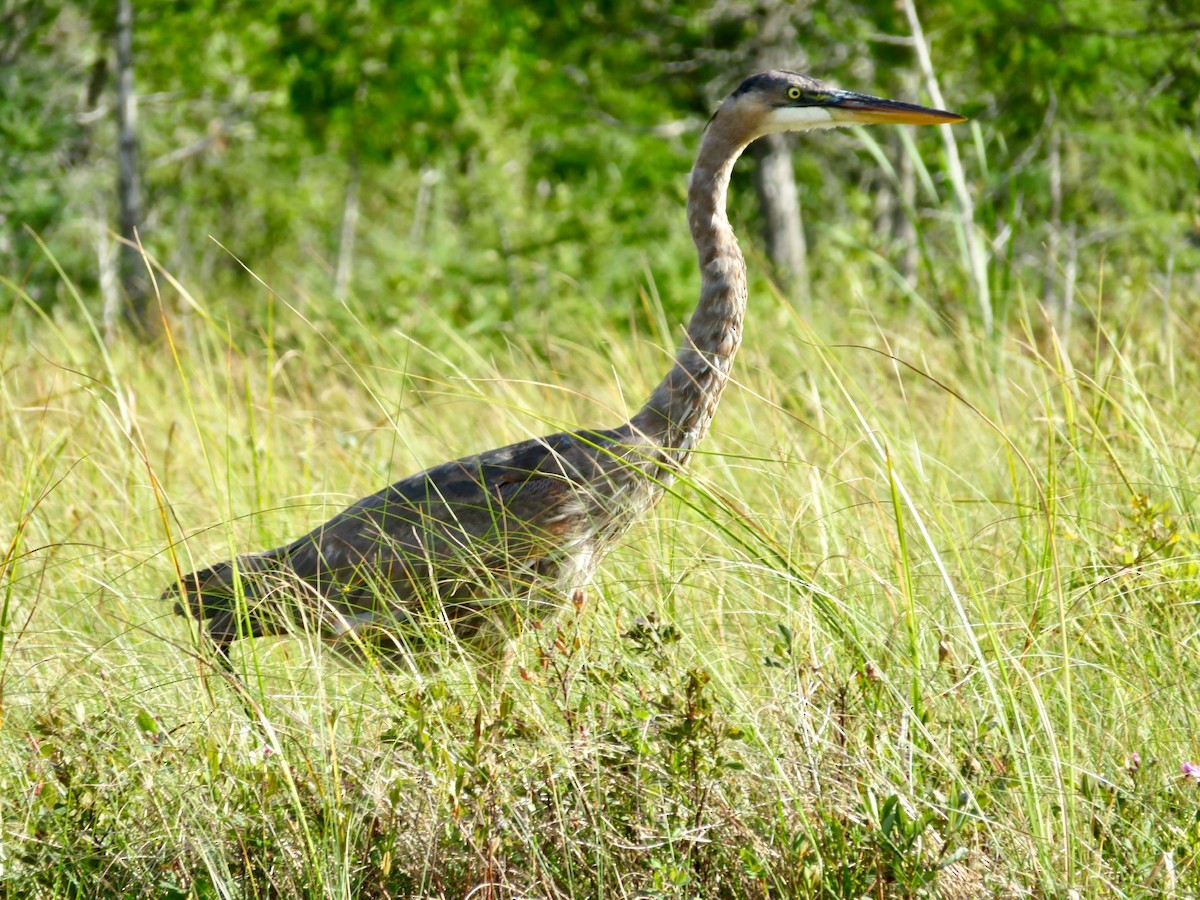 Great Blue Heron - ML260345971