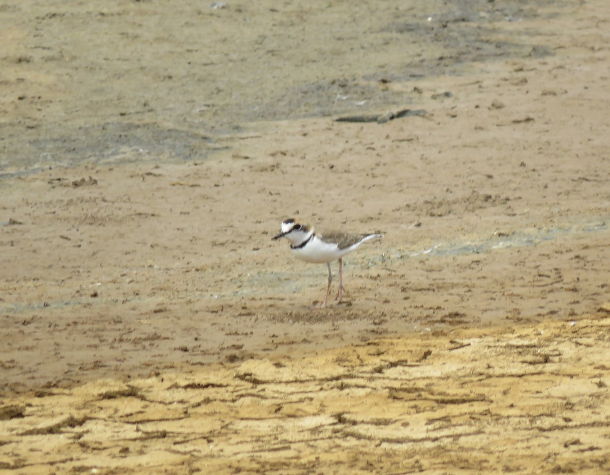 Collared Plover - ML260346191