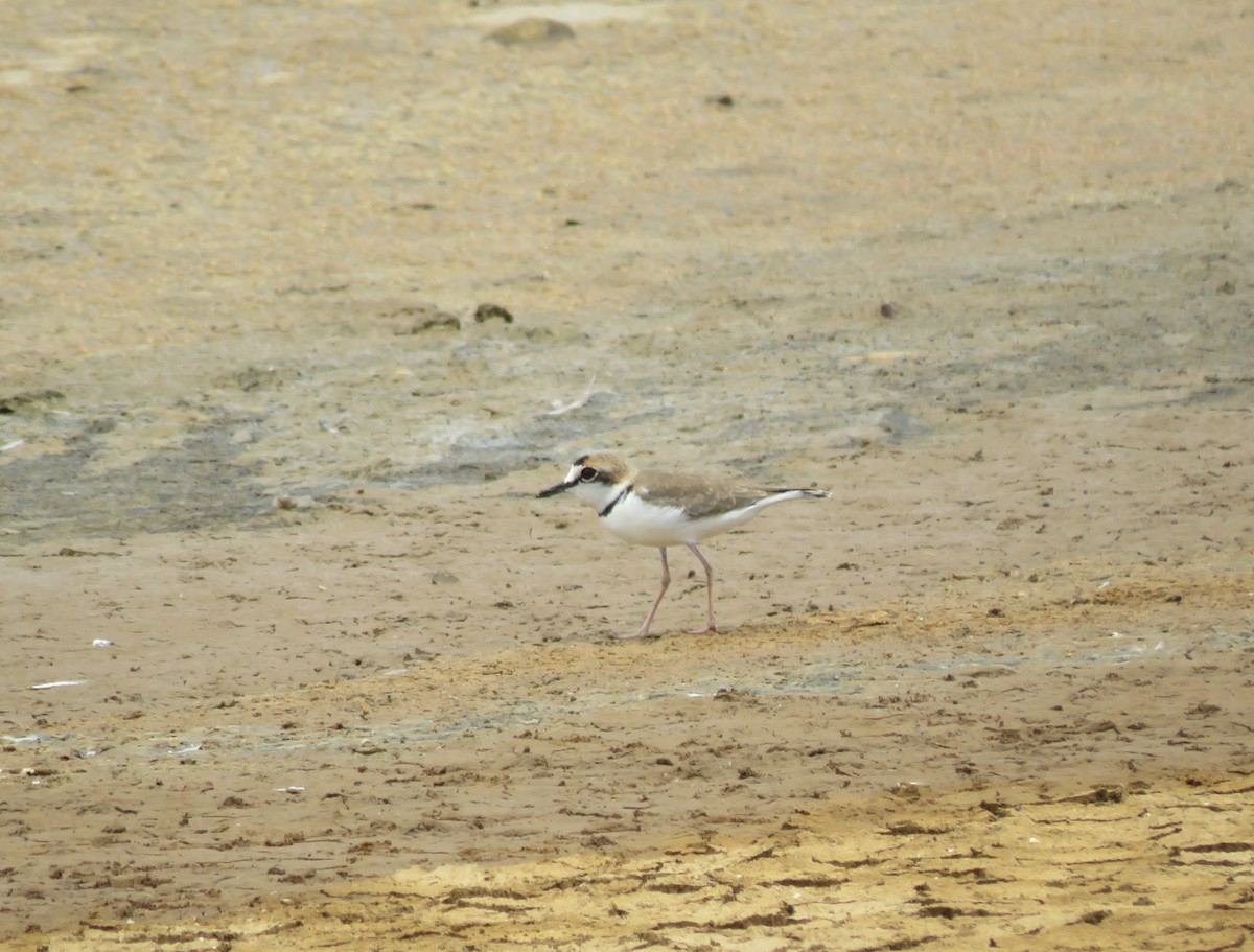 Collared Plover - ML260346211