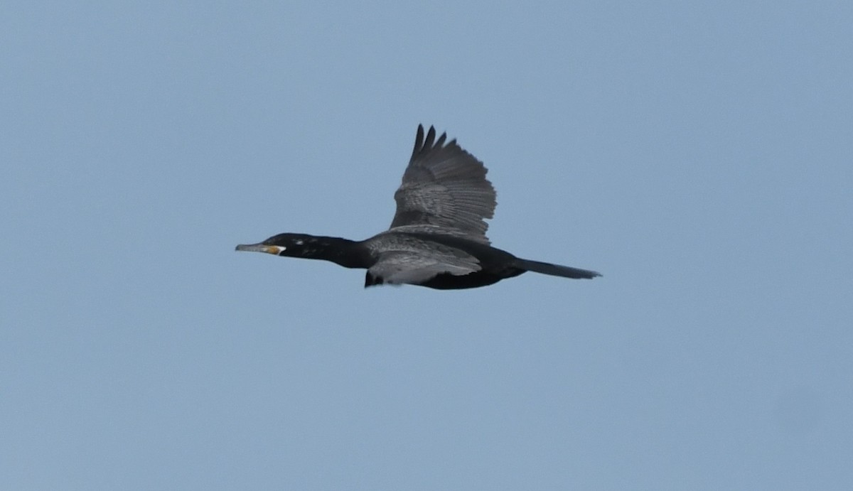 Neotropic Cormorant - josh Ketry