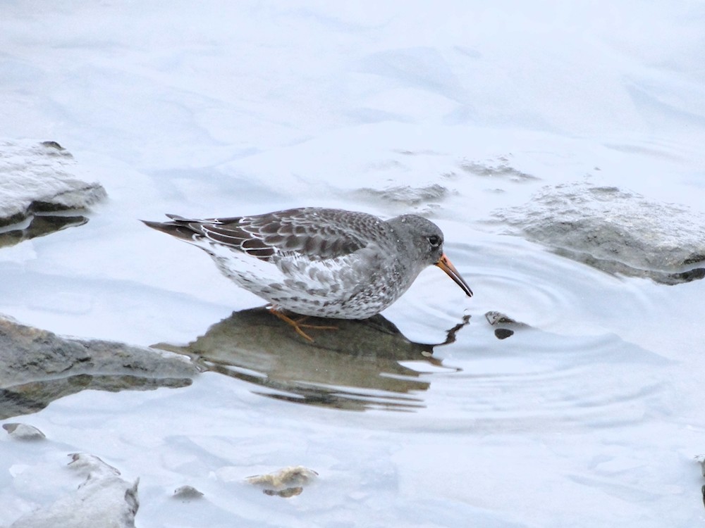 Purple Sandpiper - ML260348171