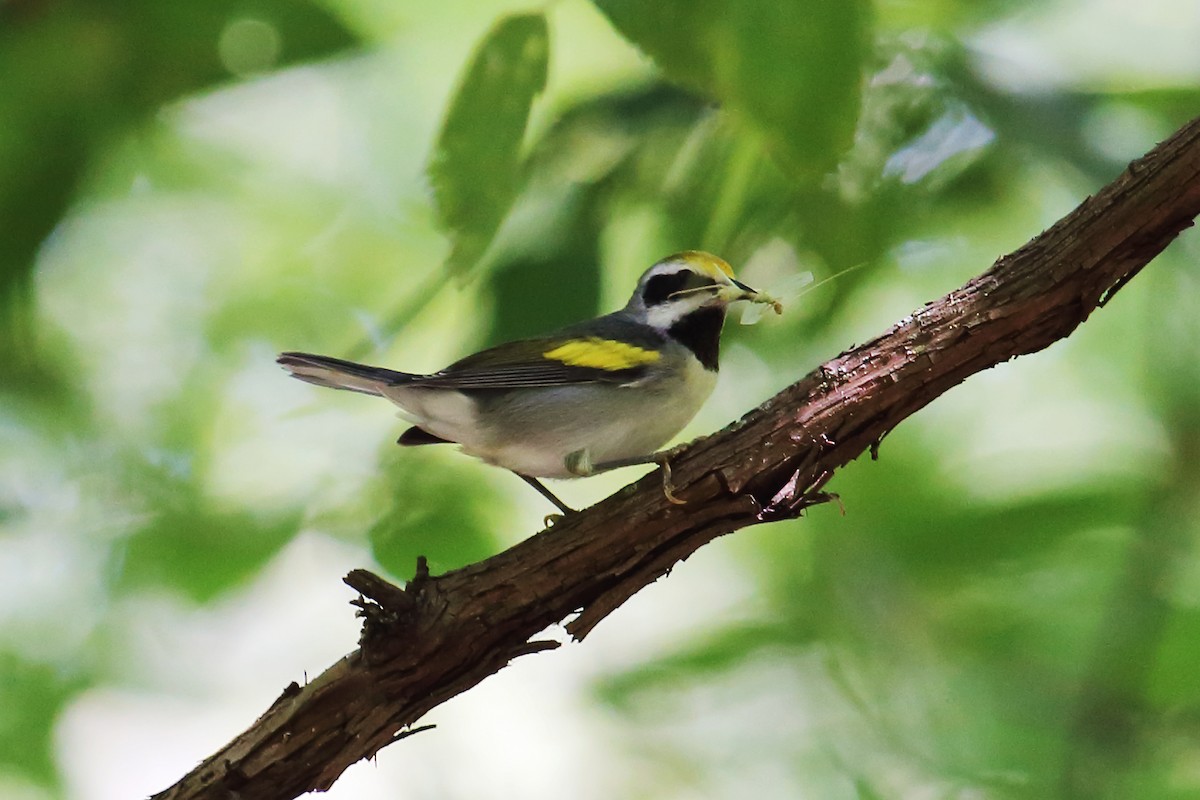 Golden-winged Warbler - ML260350521
