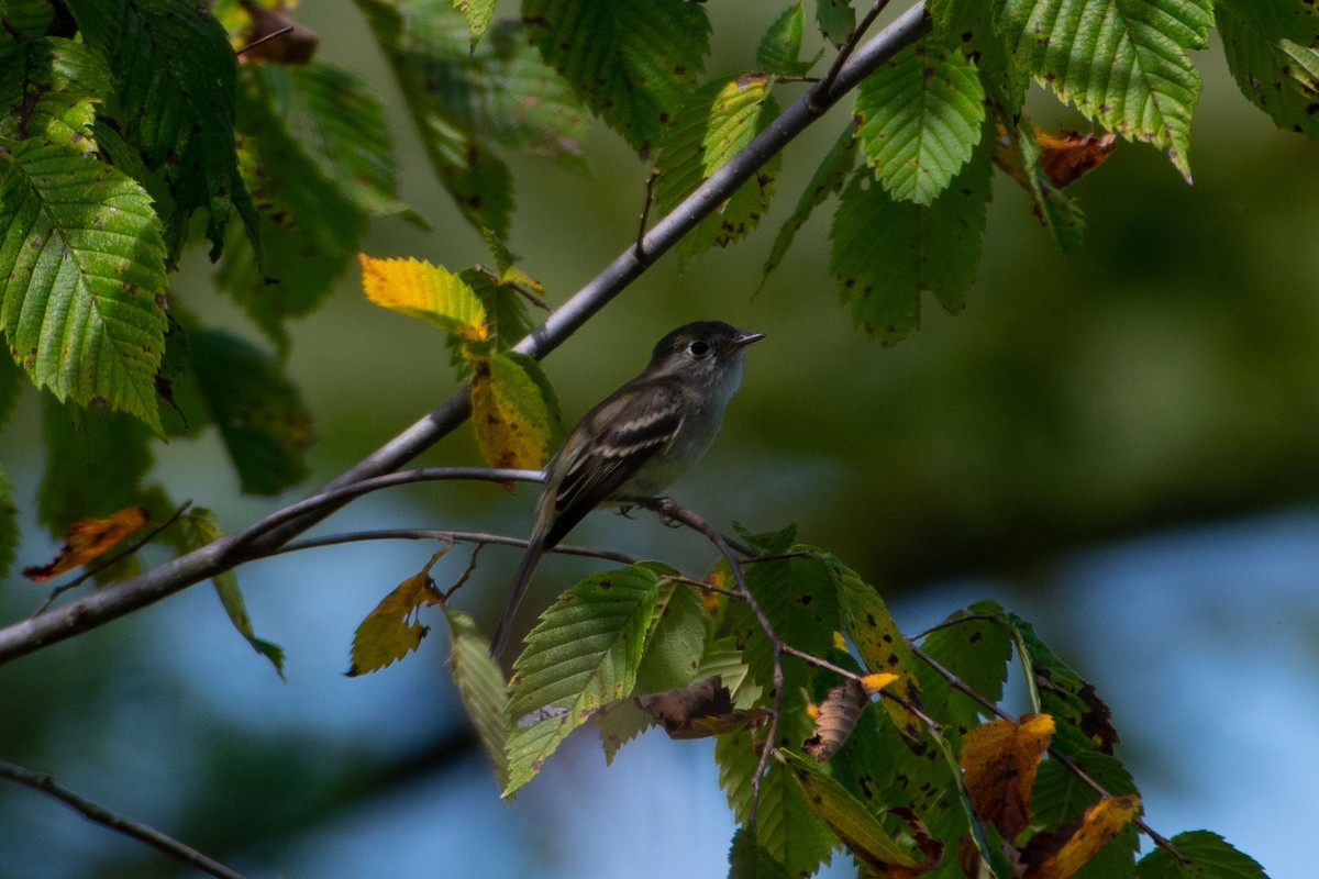 Least Flycatcher - ML260351681