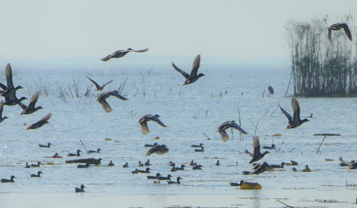 Garganey - Morten Winther Dahl