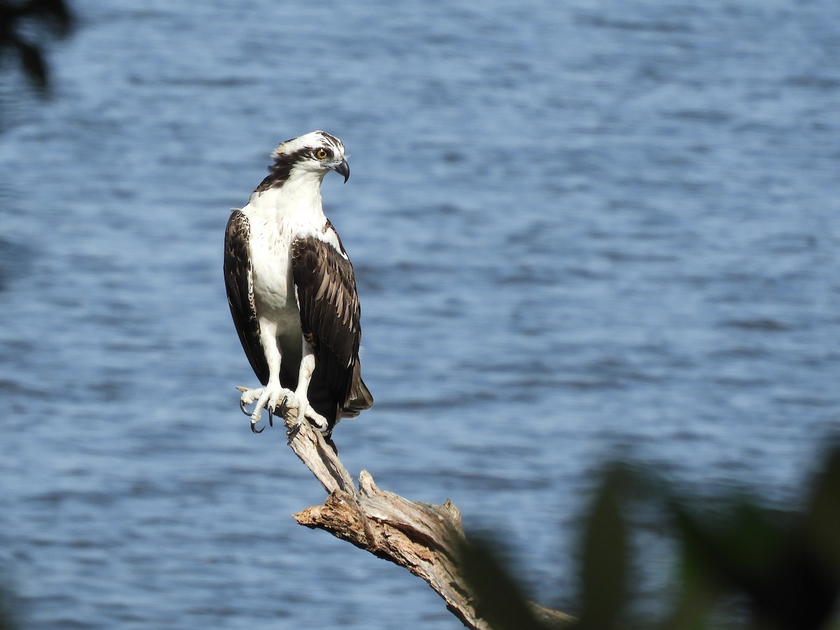 Osprey - ML260352831