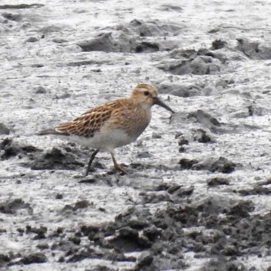 Pectoral Sandpiper - Susan Kirkbride