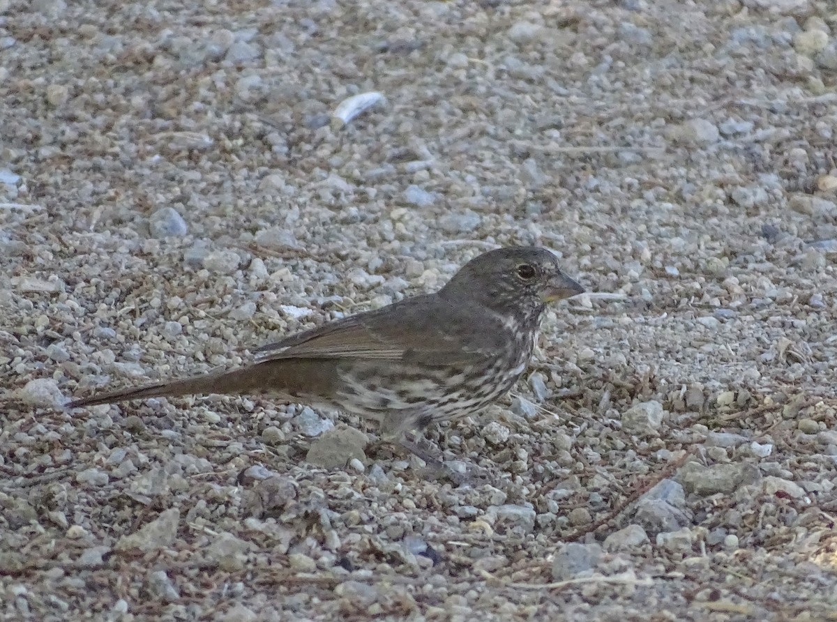 Fox Sparrow (Thick-billed) - ML260355961