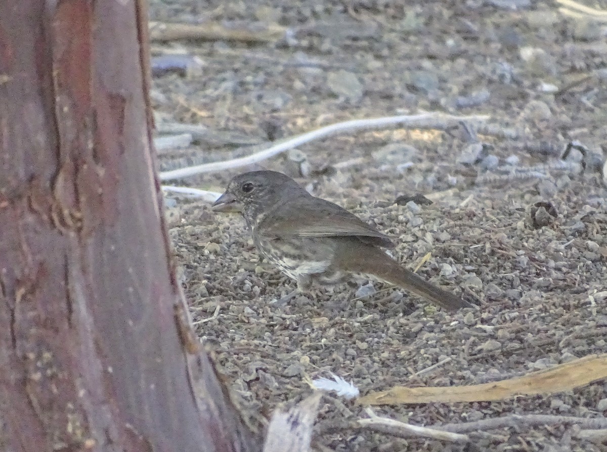 Fox Sparrow (Thick-billed) - ML260356071