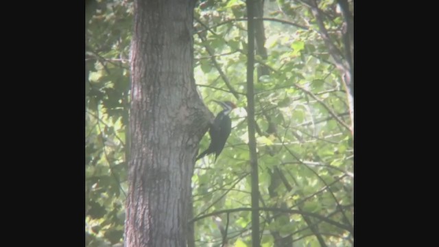 Pileated Woodpecker - ML260356721