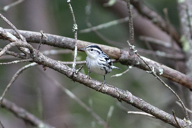 Black-and-white Warbler - ML260357741
