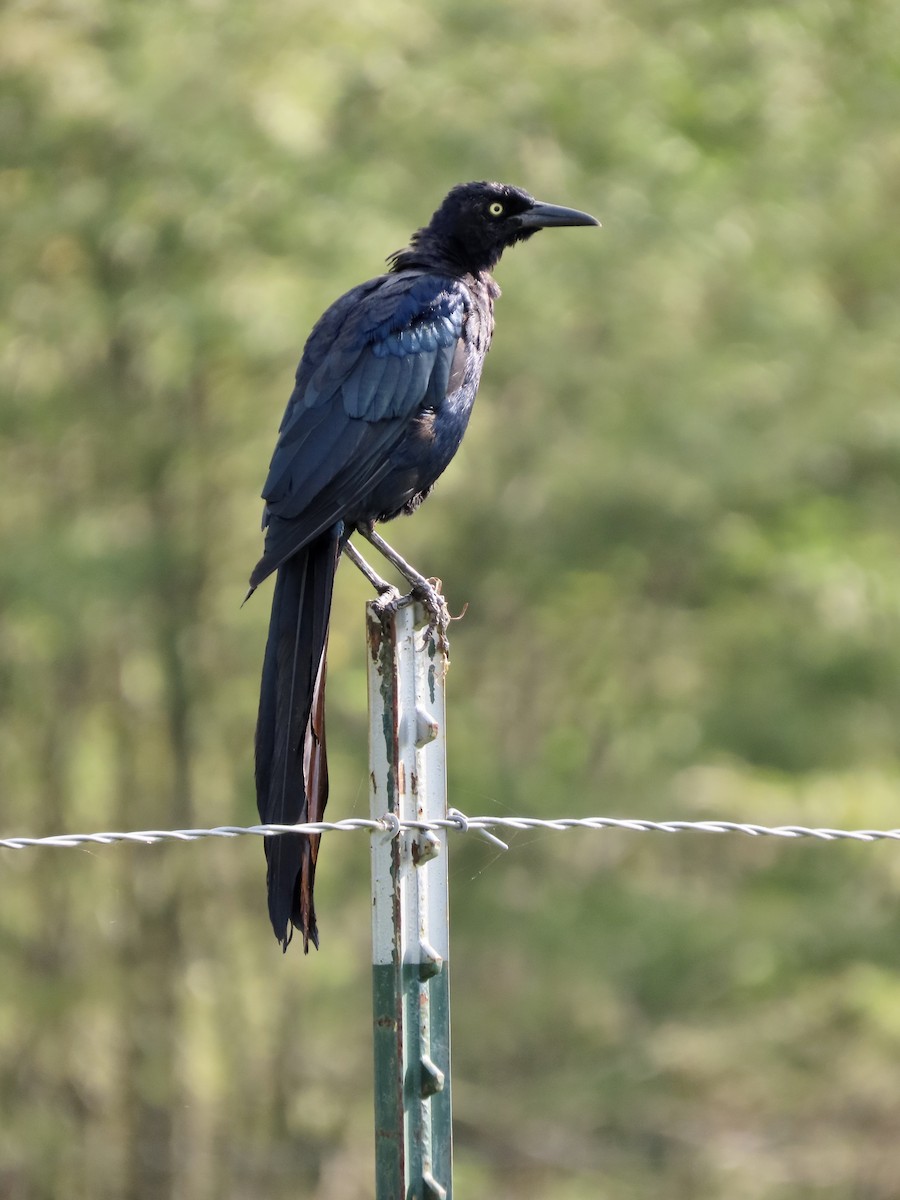 Great-tailed Grackle - Micky Louis