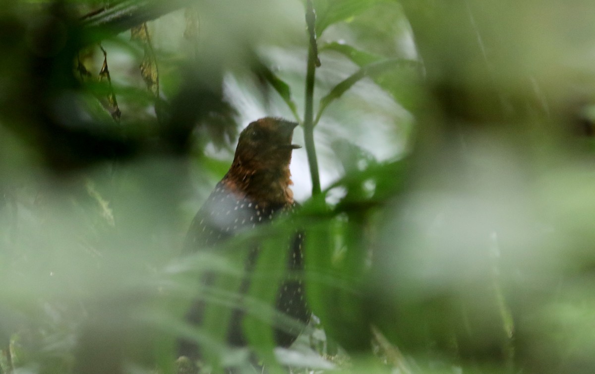 Tapaculo Ocelado - ML26036011