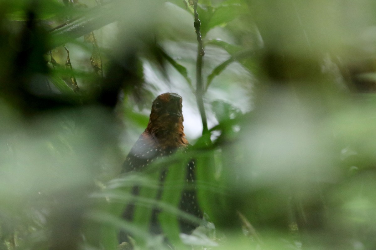 Ocellated Tapaculo - Jay McGowan