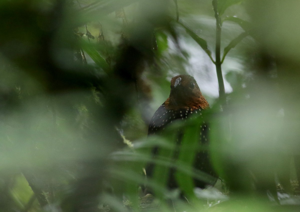 Tapaculo Ocelado - ML26036151