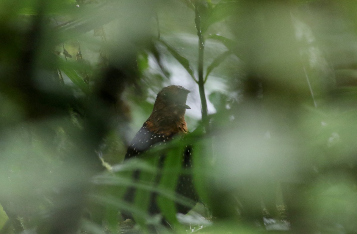 Tapaculo Ocelado - ML26036171