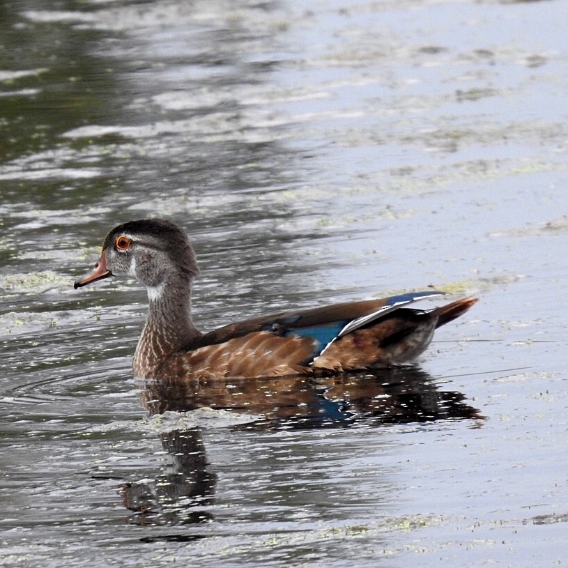 Wood Duck - Susan Kirkbride