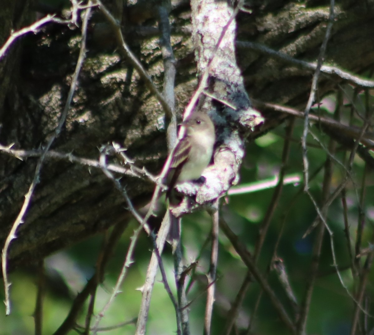 Eastern Wood-Pewee - Gerald Fix