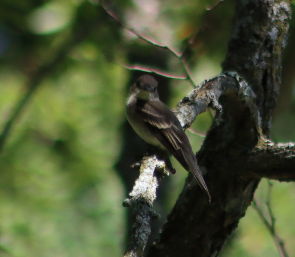 Eastern Wood-Pewee - ML260363141