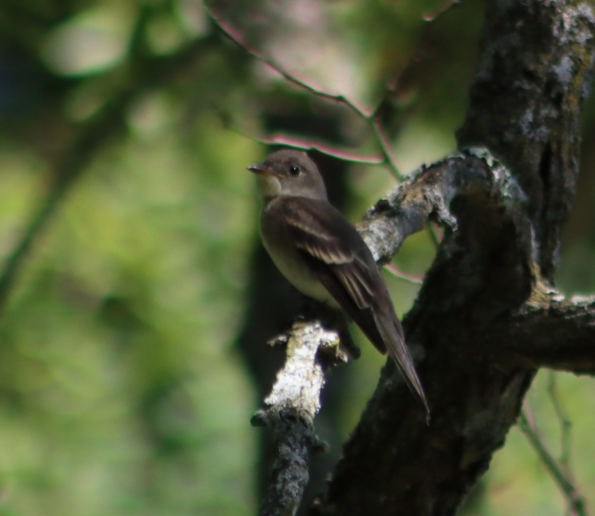 Eastern Wood-Pewee - ML260363221