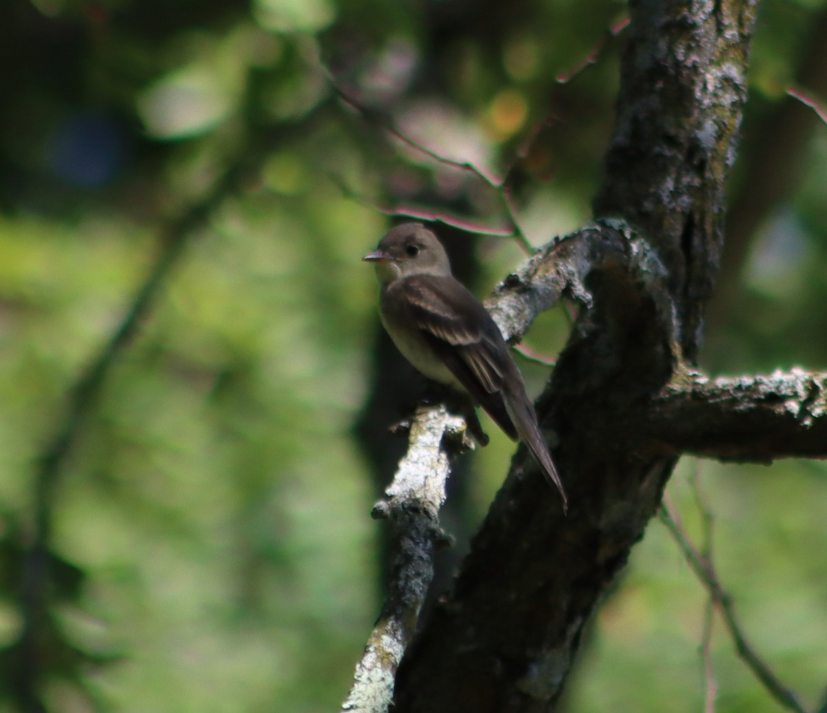 Eastern Wood-Pewee - Gerald Fix