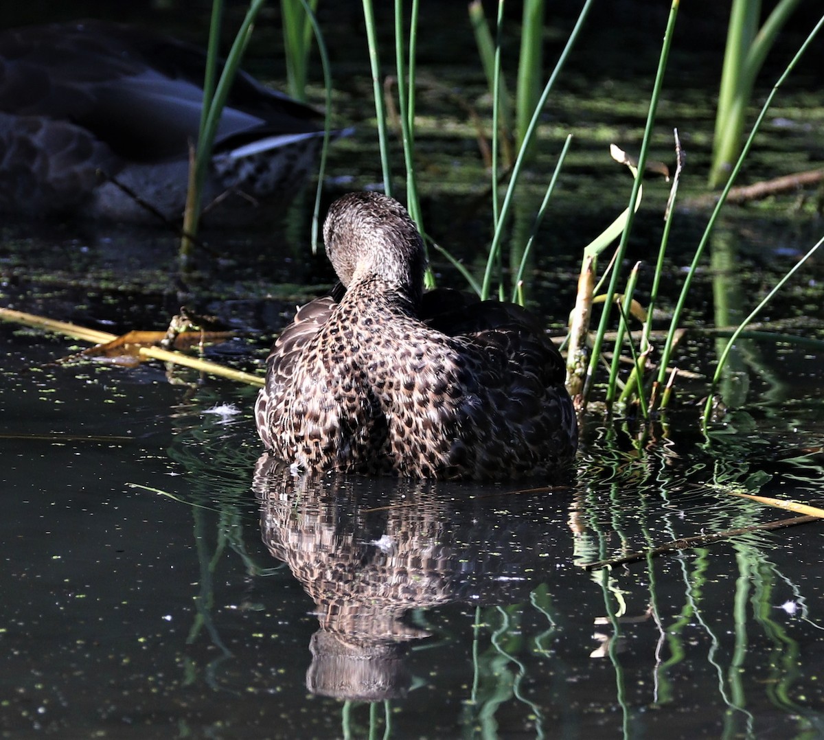 Canard colvert - ML260364081