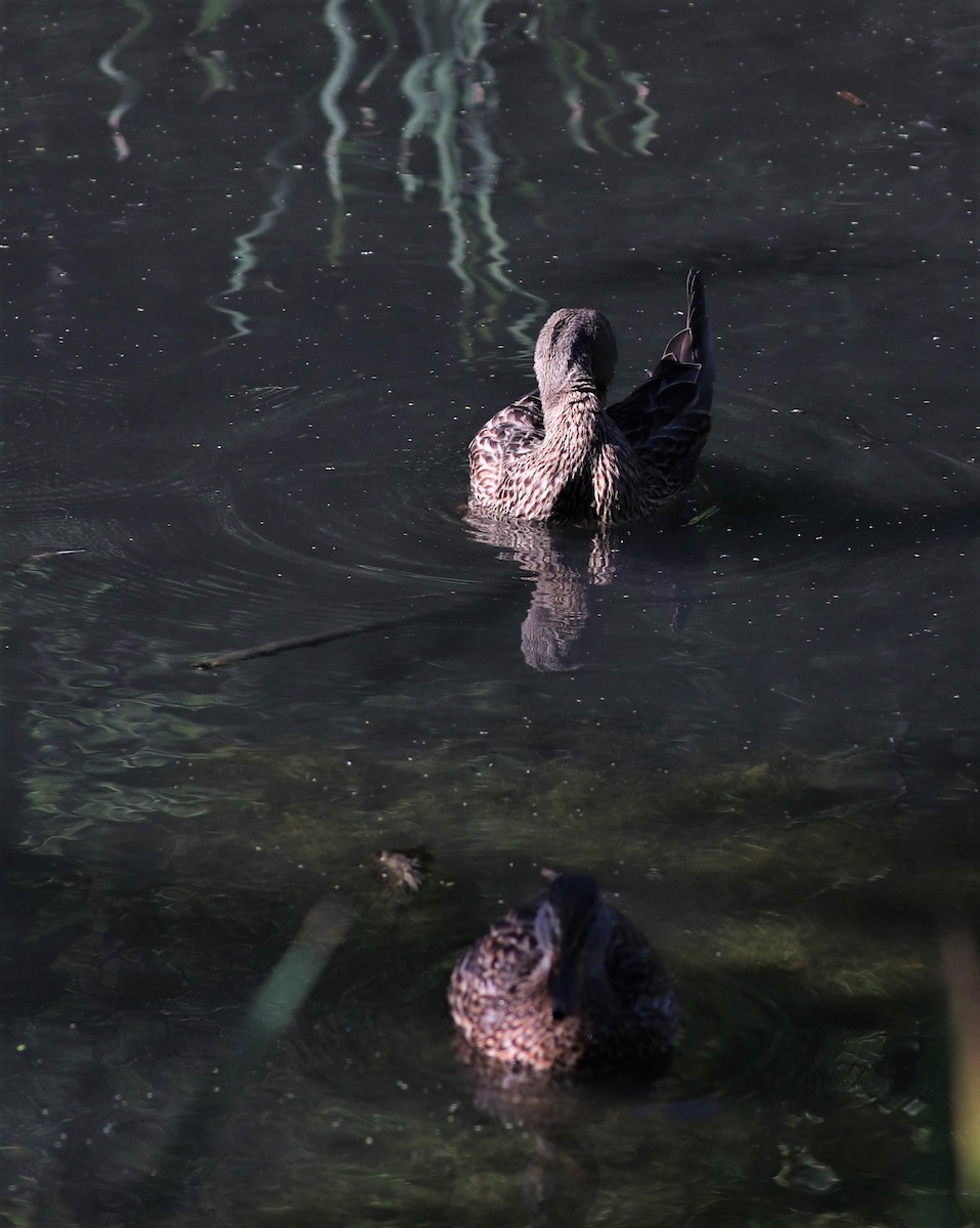 Canard colvert - ML260364101