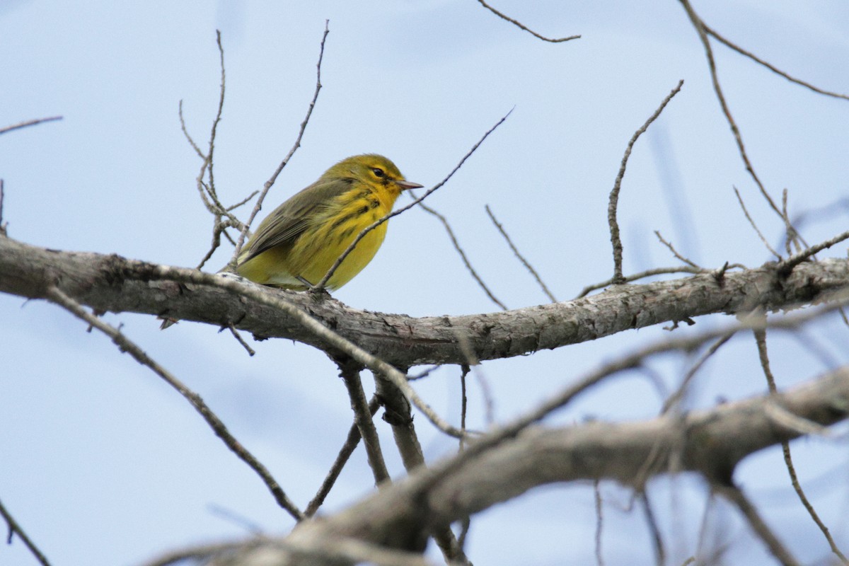 Prairie Warbler - ML260364621