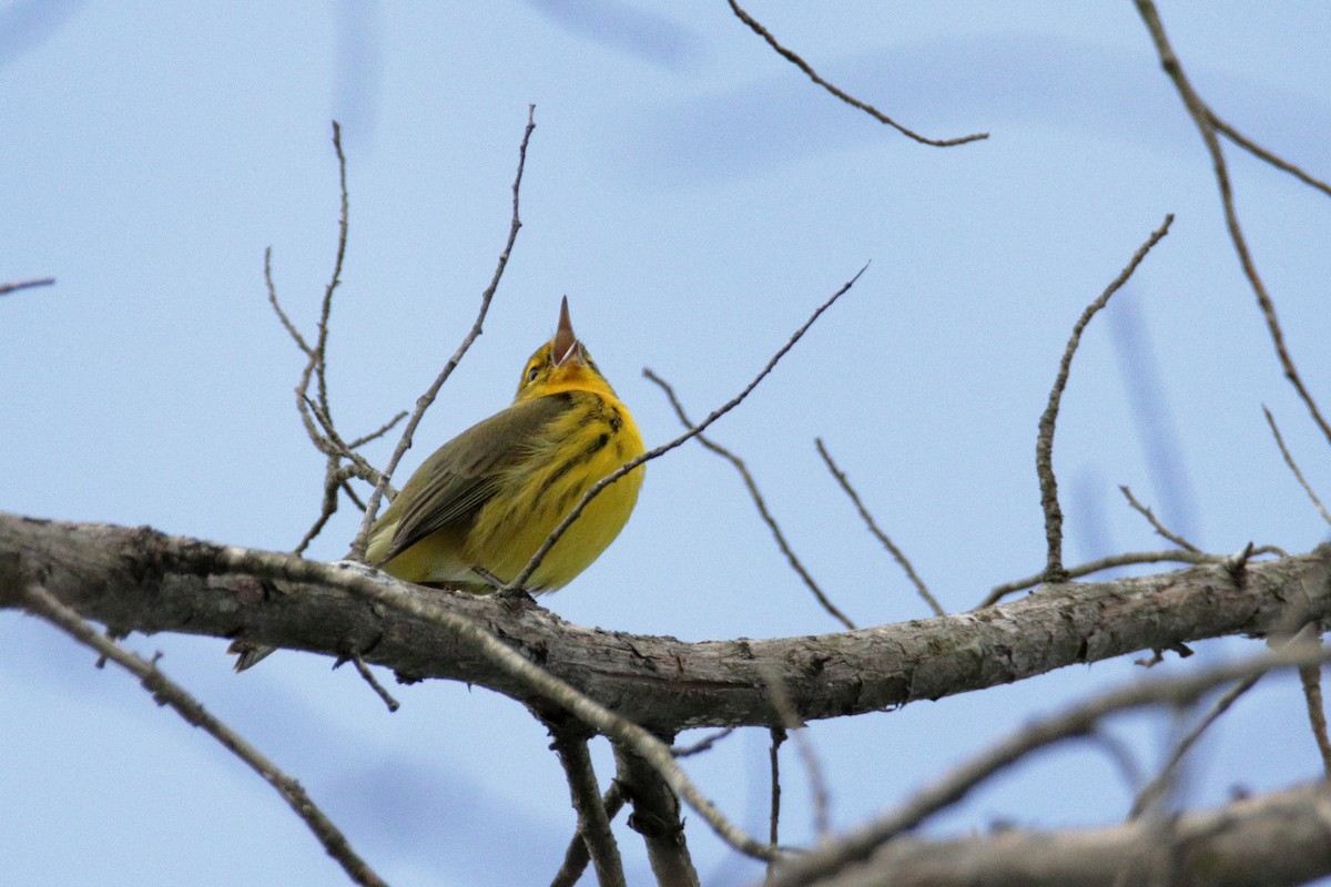 Prairie Warbler - ML260364631