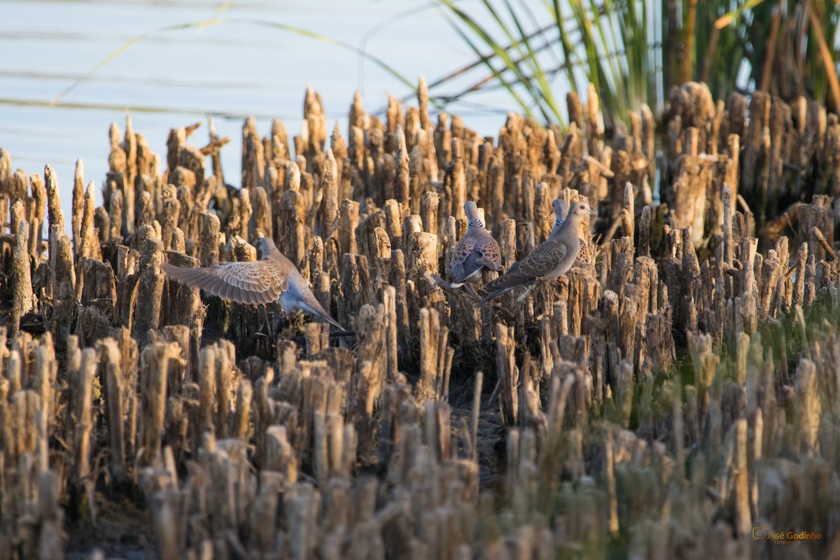 European Turtle-Dove - ML260364961