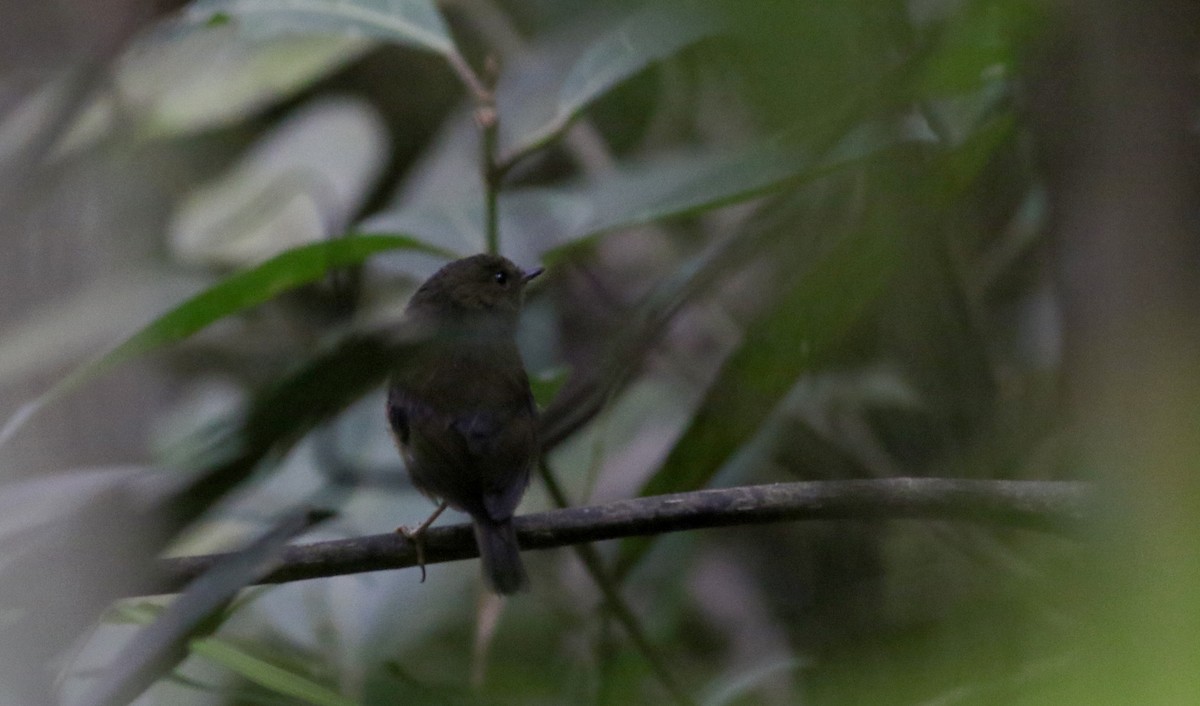 Bronze-olive Pygmy-Tyrant (pelzelni/peruvianus) - ML26036531