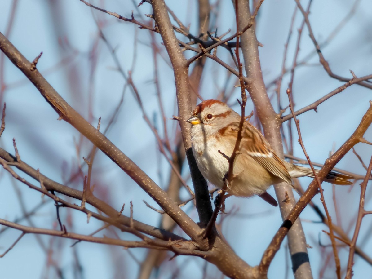 American Tree Sparrow - ML260365671