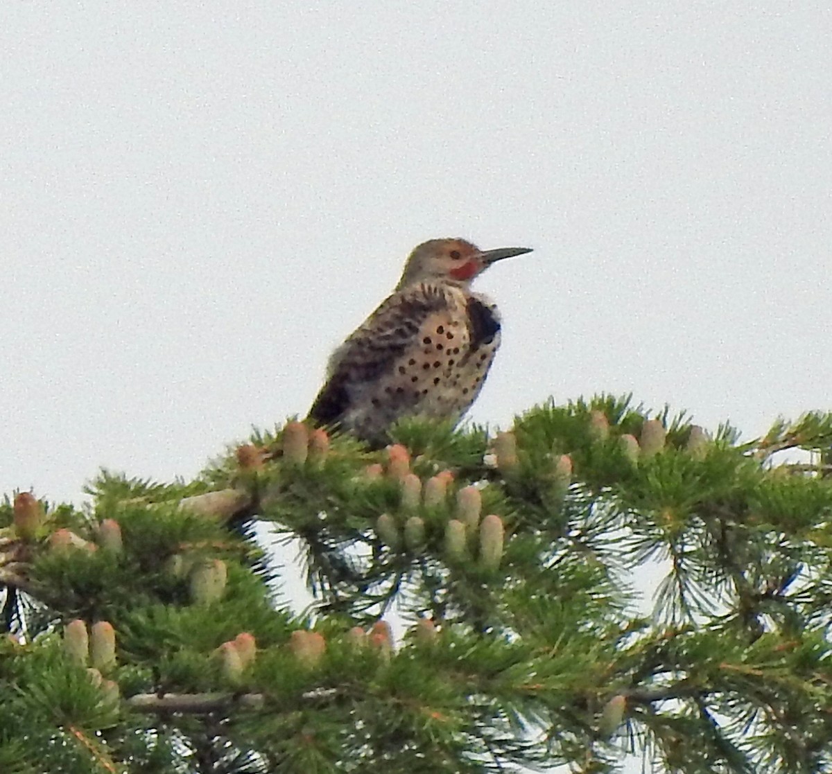 Northern Flicker - ML260366211