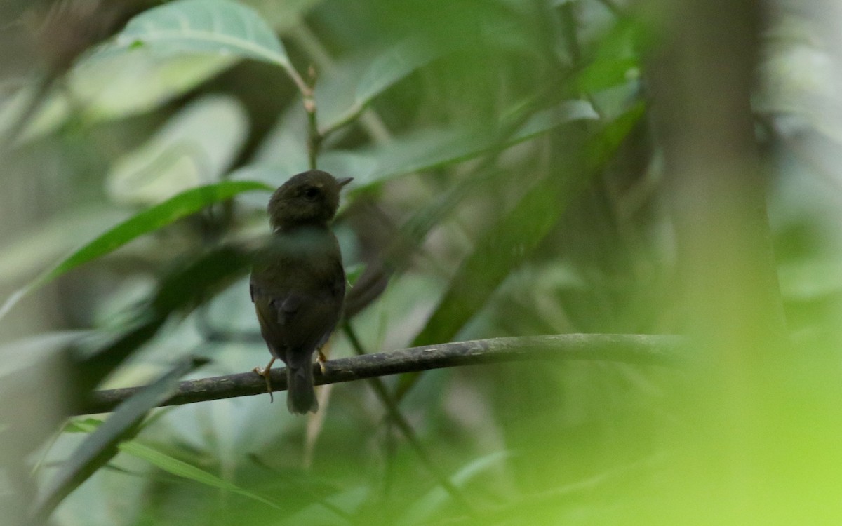 Bronze-olive Pygmy-Tyrant (pelzelni/peruvianus) - ML26036721