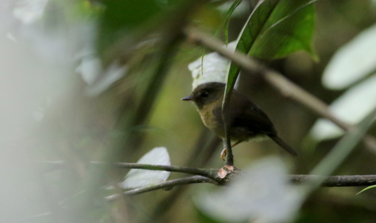 Bronze-olive Pygmy-Tyrant (pelzelni/peruvianus) - ML26036771