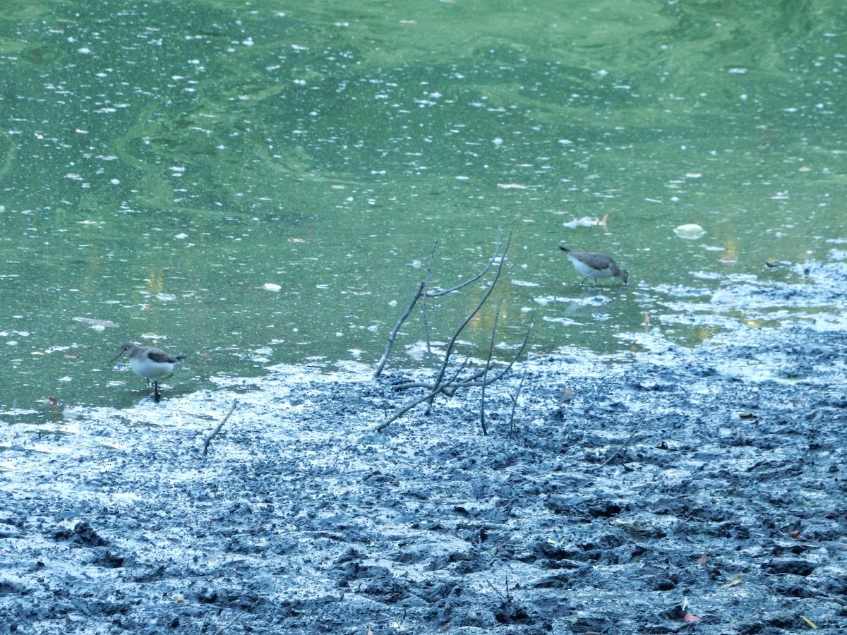 Solitary Sandpiper - ML260367741