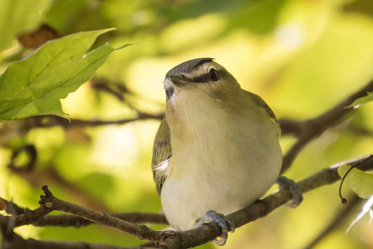 rødøyevireo - ML260370721