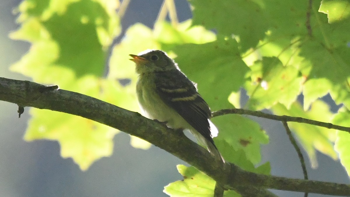 Acadian Flycatcher - ML260372591