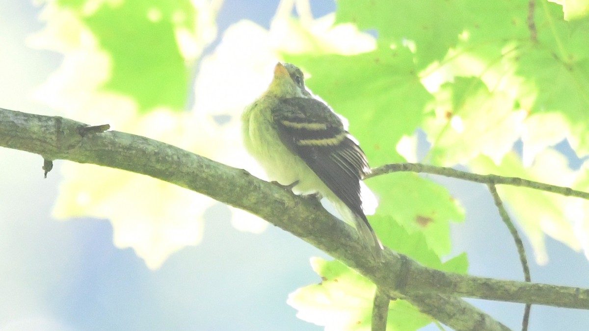 Acadian Flycatcher - ML260372611