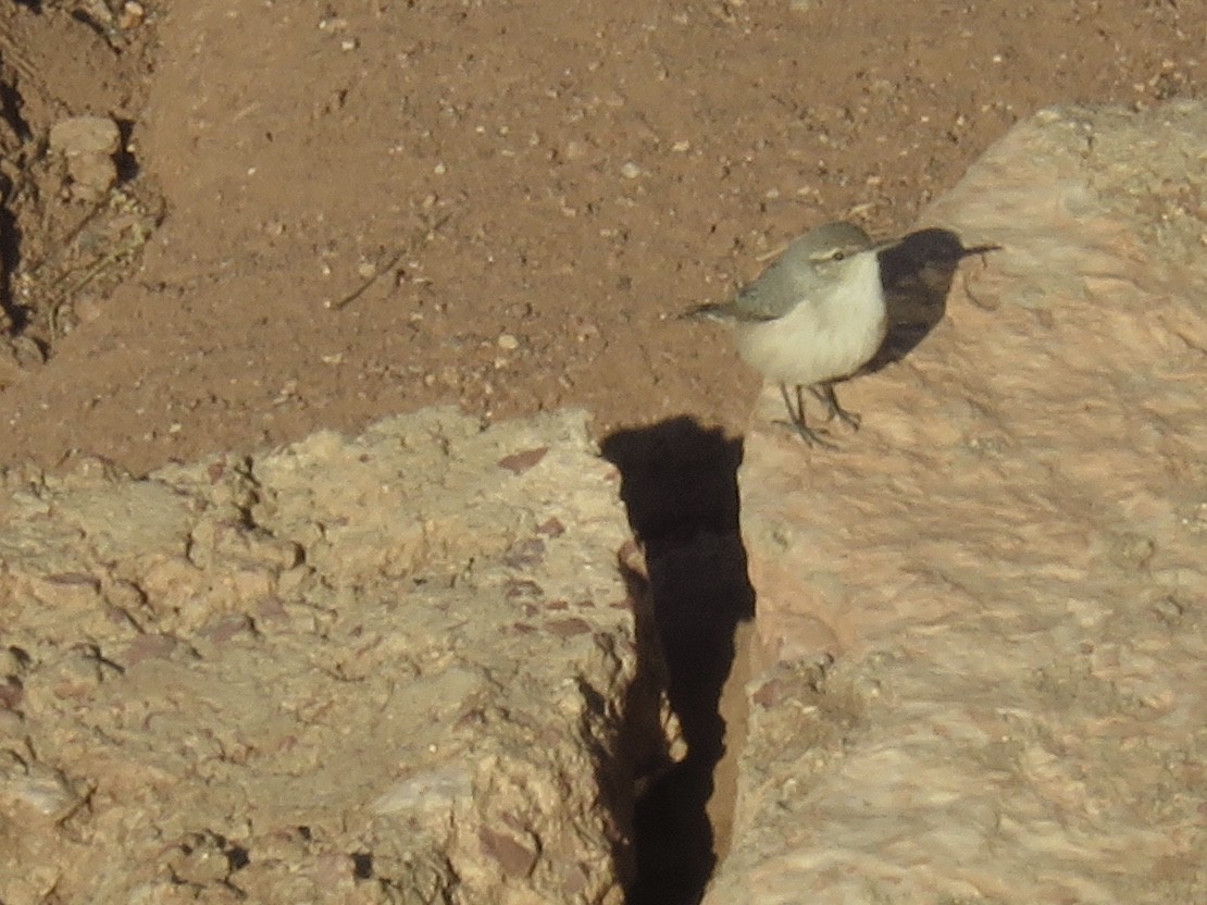 Rock Wren - ML260374651