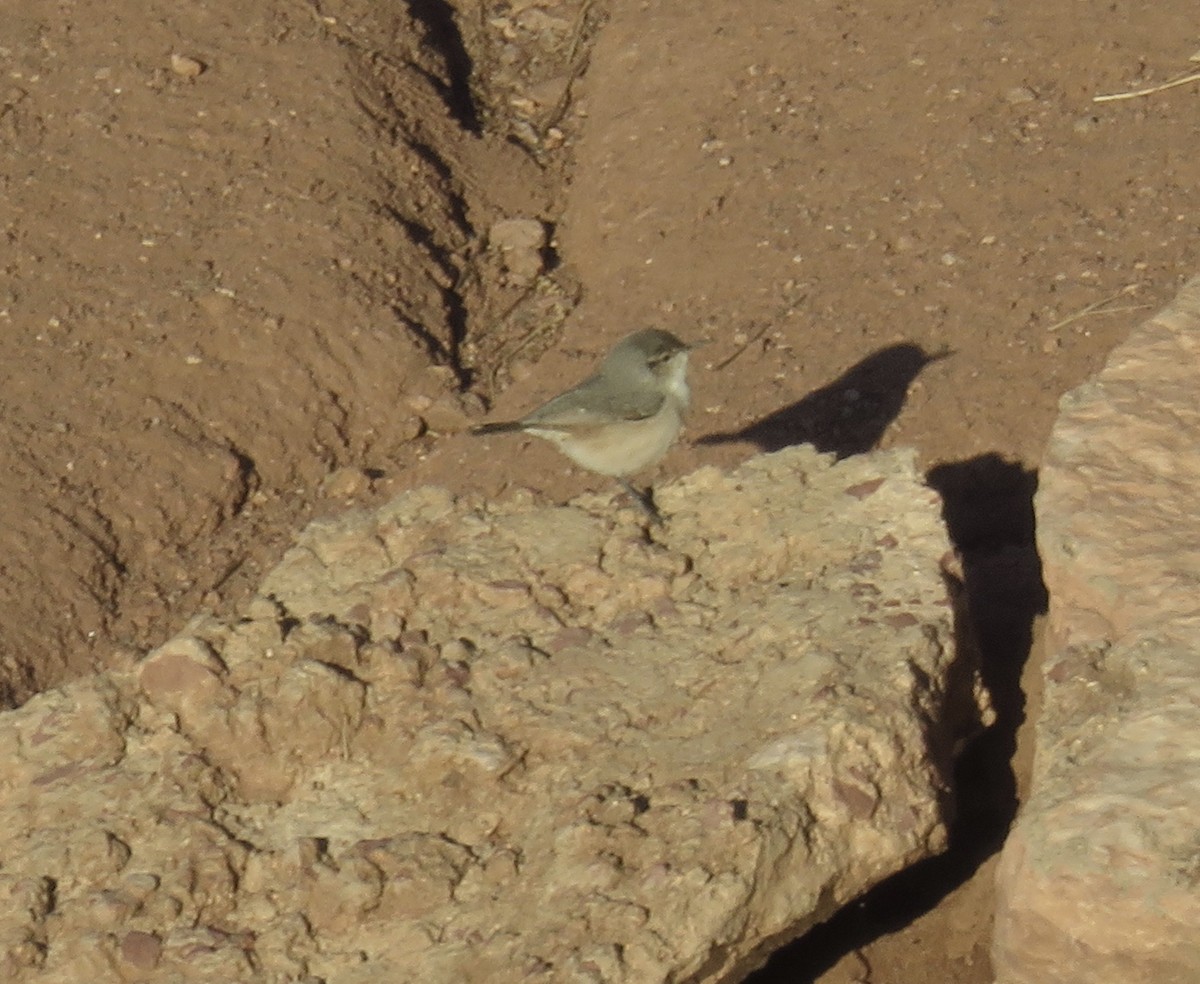 Rock Wren - ML260374661