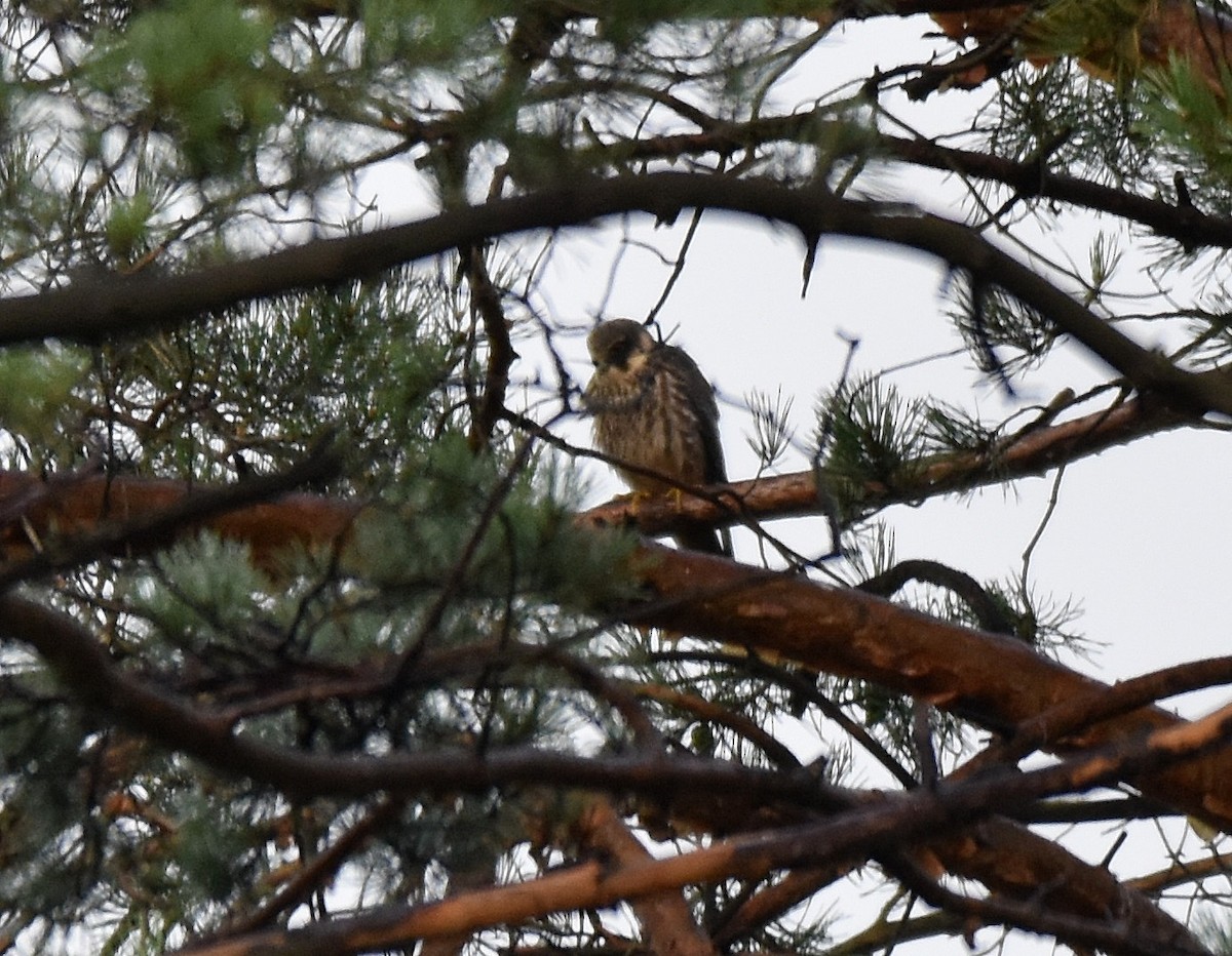 Eurasian Hobby - ML260375731