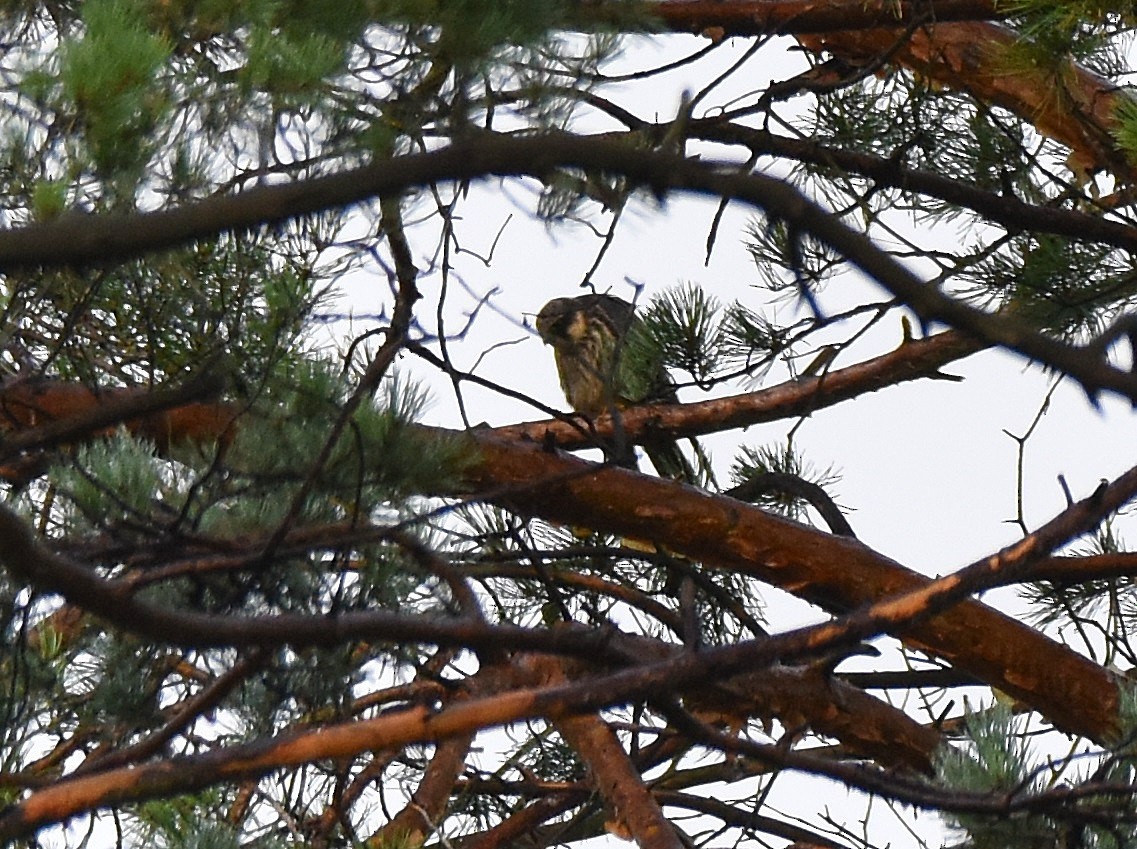 Eurasian Hobby - ML260375751