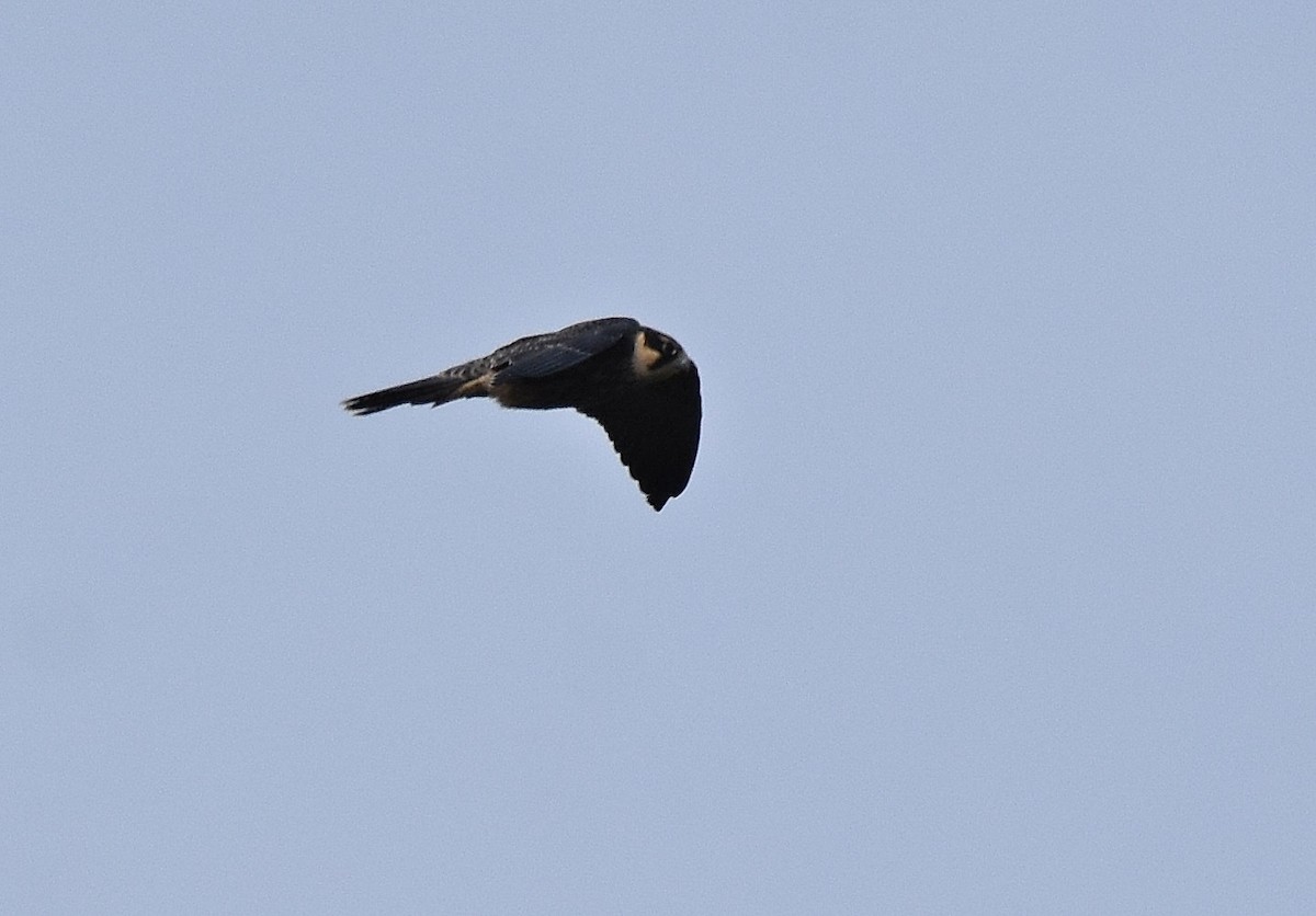 Eurasian Hobby - ML260375921