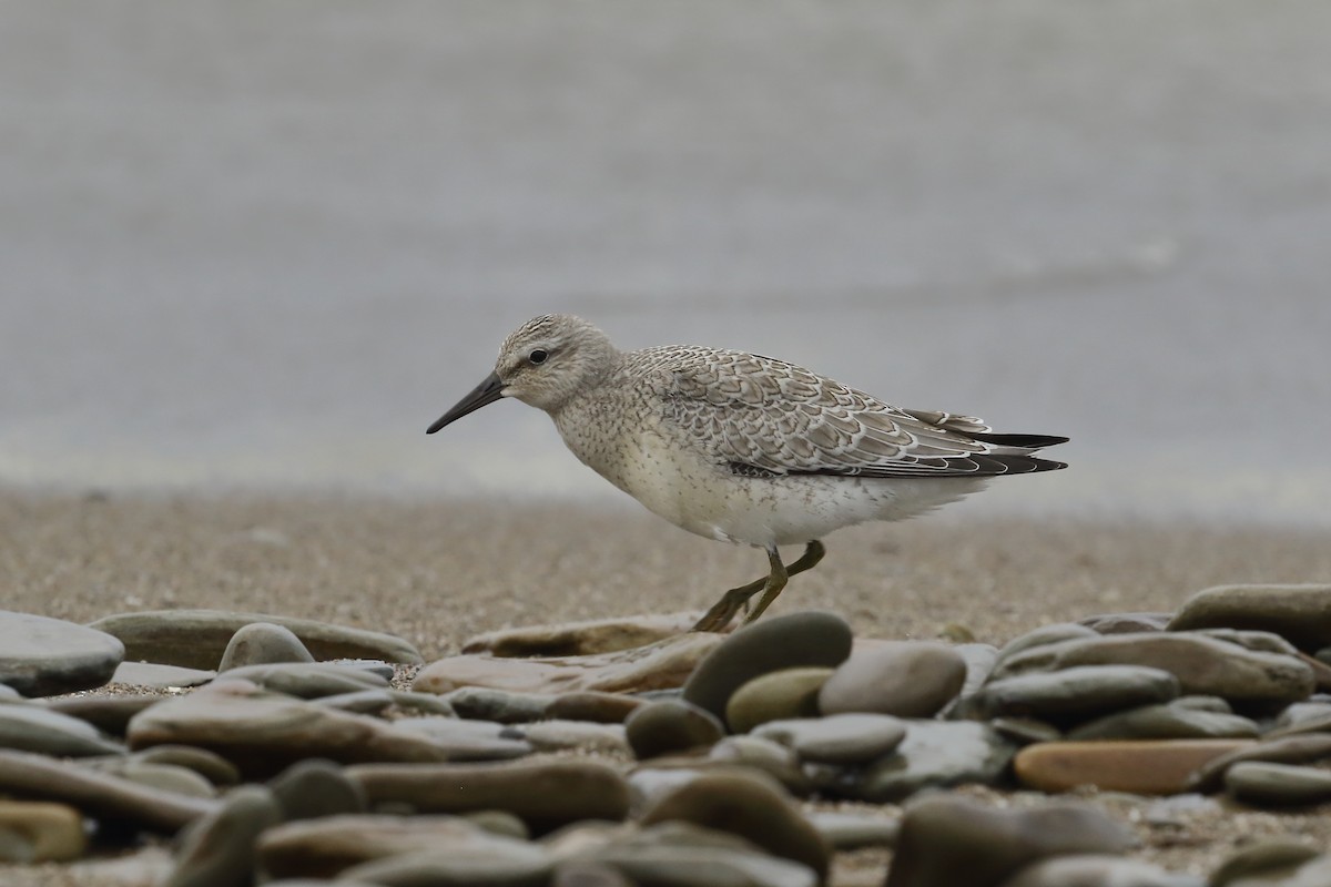Red Knot - Connor  Vara