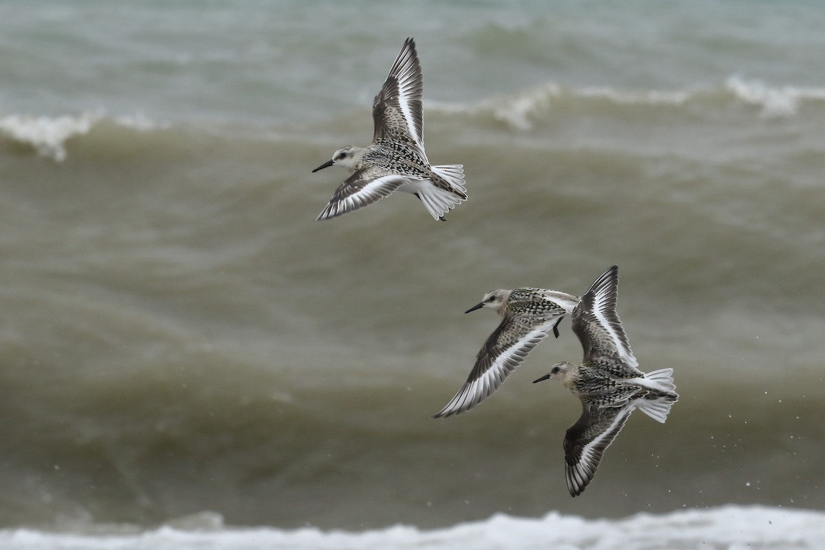 Sanderling - Connor  Vara