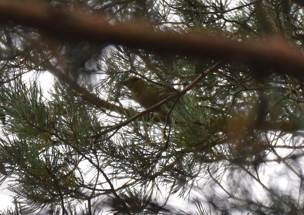 Hawfinch - ML260377181