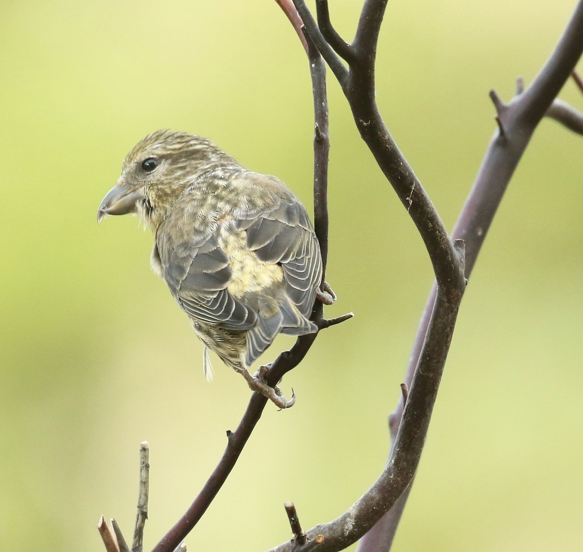 Red Crossbill - ML260377331